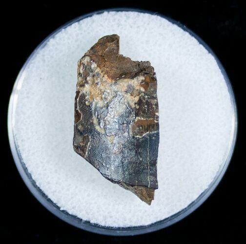 Tyrannosaurid Tooth Fragment - T-Rex #6952